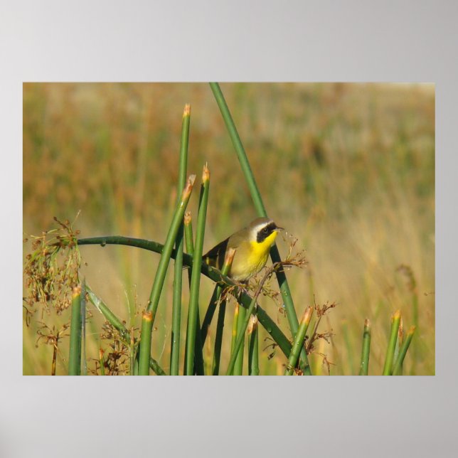 B9 Common Yellowthroat Poster (Front)