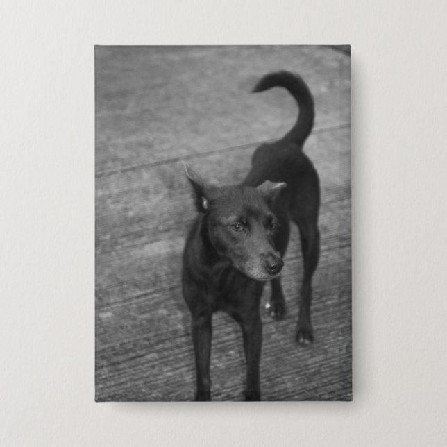 B&W - Aspin (Front)