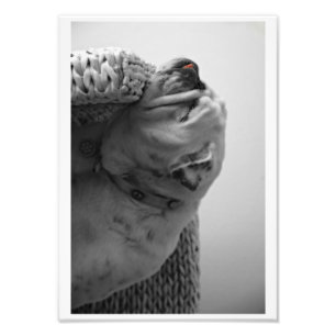 B&W Colourized Bulldog Resting Head Photo Print