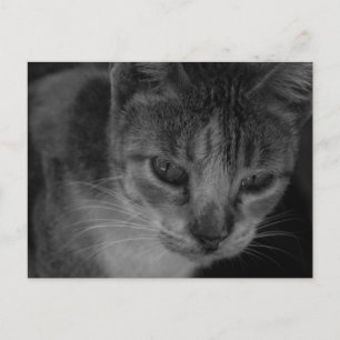 B&W - Cool Looking Cat Postcard