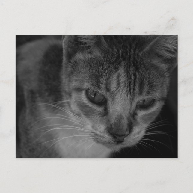 B&W - Cool Looking Cat Postcard (Front)