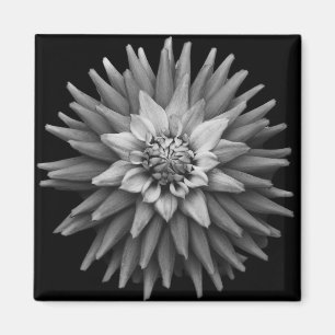 B & W Dahlia Magnet