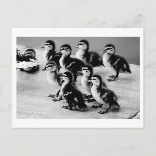 B&W Ducklings Postcard (Front)