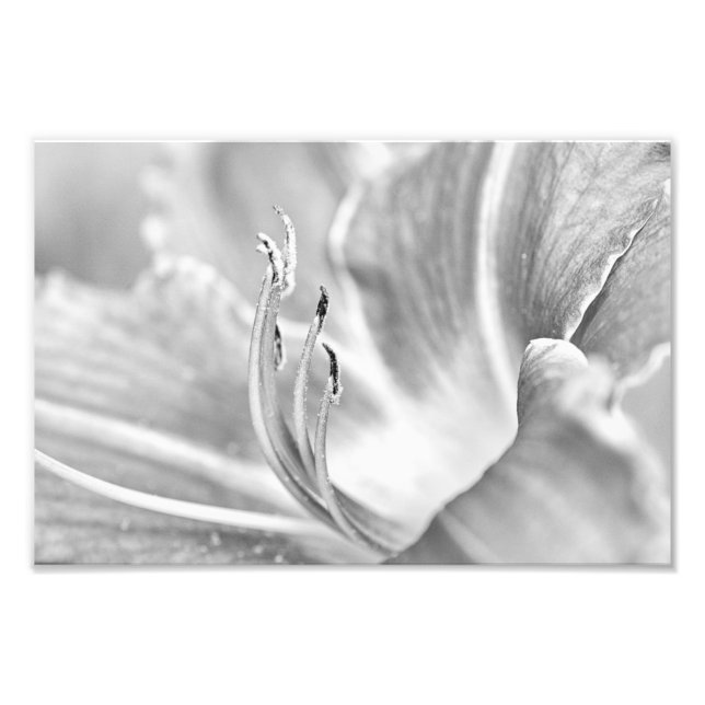 B&W Flower Macro Photo Print (Front)