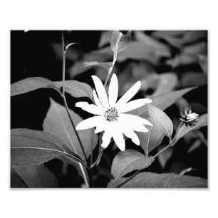 B&W Flower Photo Print