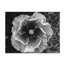 B/W Flower Postcard