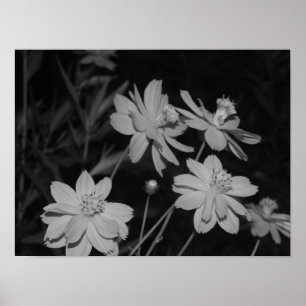 B&W - Group of Sulphur Cosmos Poster