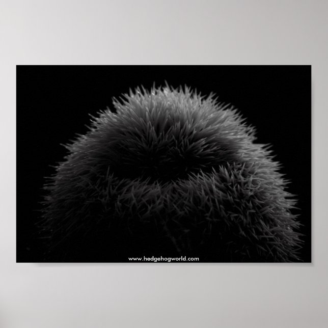 b&w hedgehog poster (Front)