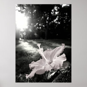 B&W Hibiscus Flower Poster
