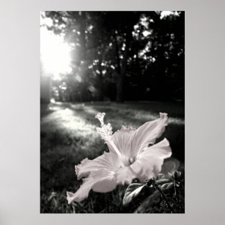 B&W Hibiscus Flower Poster