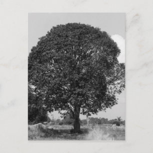 B&W Mango Tree Postcard