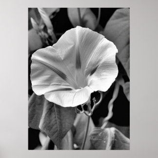 B & W Morning Glory Print