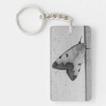 B&W - Ophiusa tirhaca, the green drab