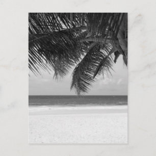 B&W Palm 7 Postcard