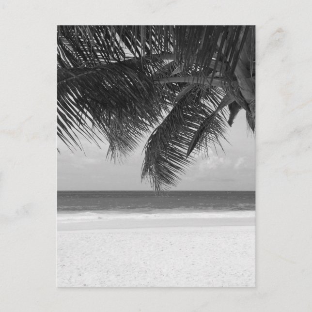 B&W Palm 7 Postcard (Front)