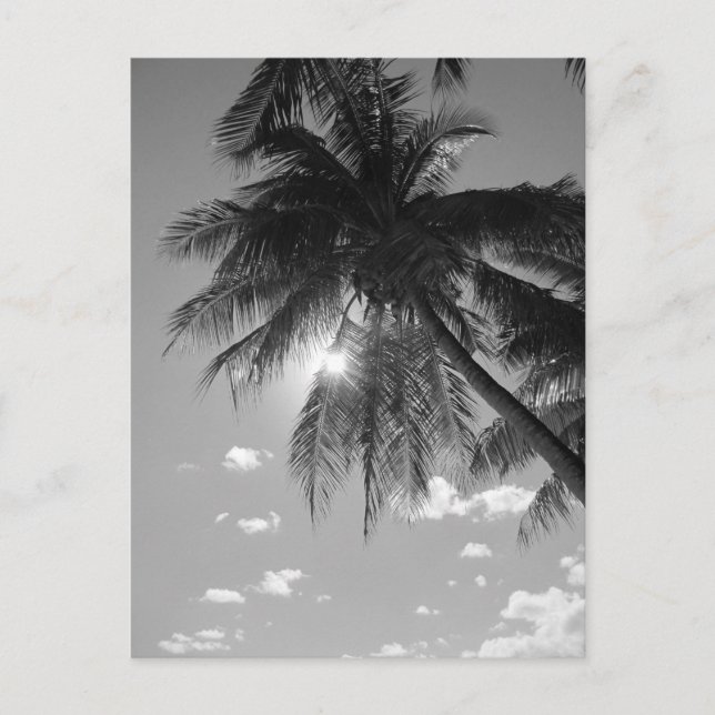 B&W Palm Postcard (Front)