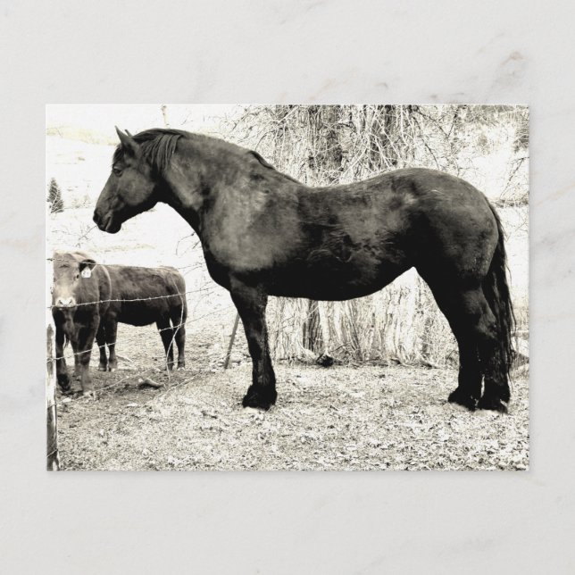 B&W Percheron Mare Postcard (Front)