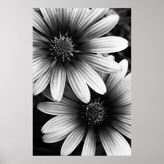 B&W Petals #6 Poster (Front)
