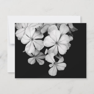b&w postcard