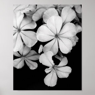 b&w postcard poster