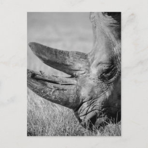 B&W Rhinoceros Postcard