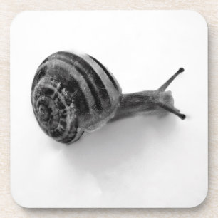 B&W snail Coaster