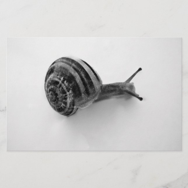 B&W snail Stationery (Front)
