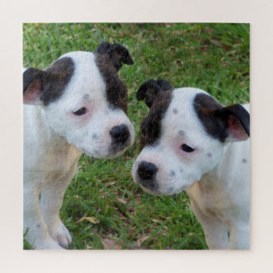 B W Staffordshire Bull Terrier Puppies, Jigsaw Puzzle