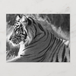 B&W Tiger Profile Photo Postcard