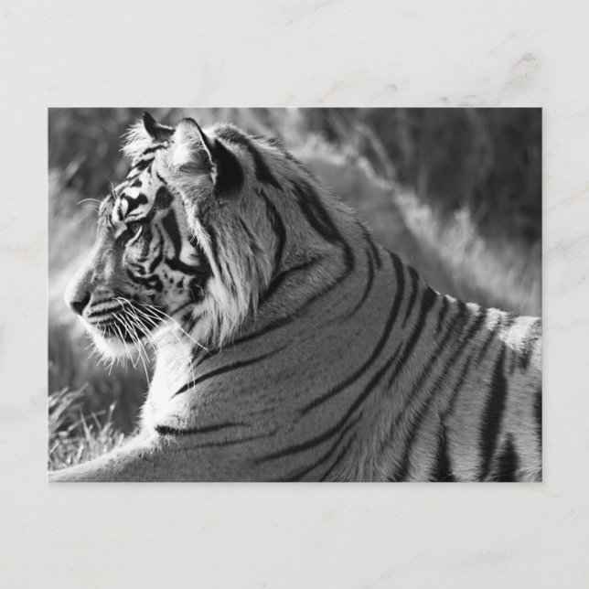 B&W Tiger Profile Photo Postcard (Front)