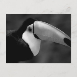 B&W Tucano bird Postcard