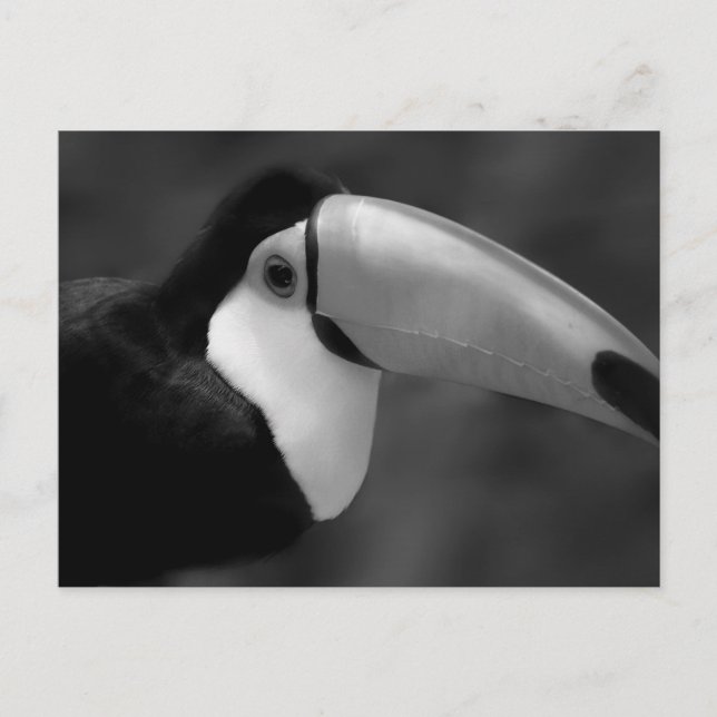 B&W Tucano bird Postcard (Front)