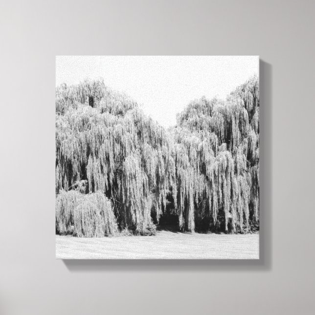 B&W Weeping Willow Trees Canvas Print (Front)