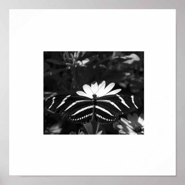 B&W Zebra Butterfly on White Poster (Front)