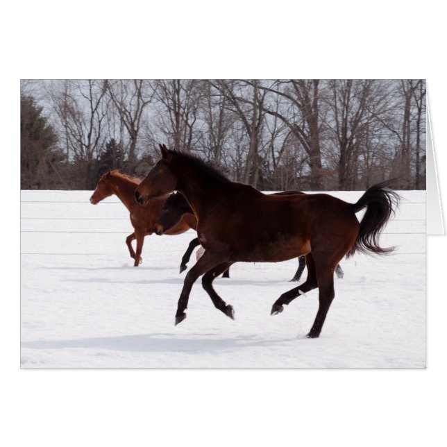 B Zen Snow Run (Front Horizontal)