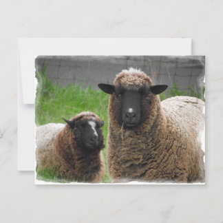 Ba Ba Black Sheep Postcard
