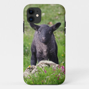 Baa Baa Black Sheep iPhone 5 Case-Mate Case