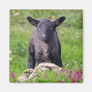 Baa-Baa Black Sheep Magnet