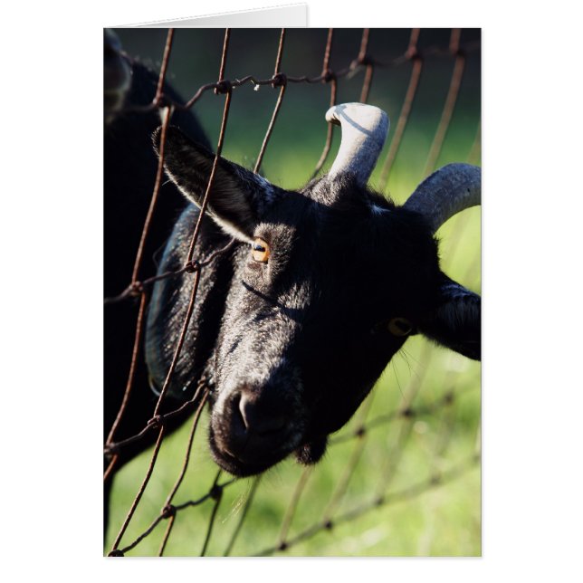 Baaaad Boxcar Betty (Front)