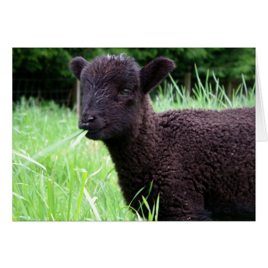 BaaBaa Black Sheep Note Card