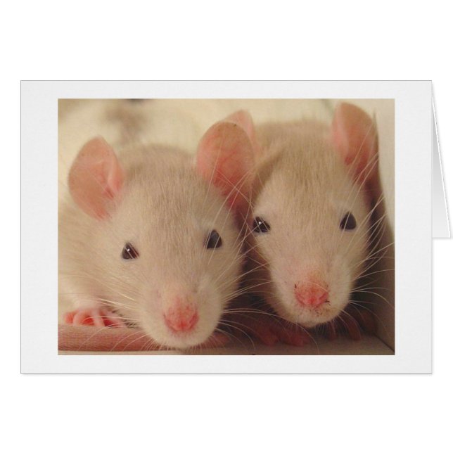 babies (Front Horizontal)