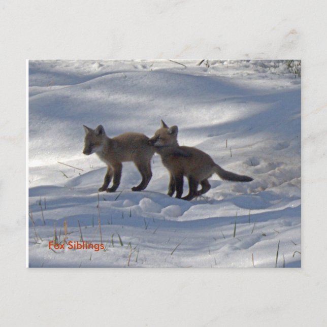 babies copy, Fox Siblings Postcard (Front)