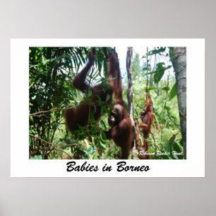 Babies in Borneo Poster
