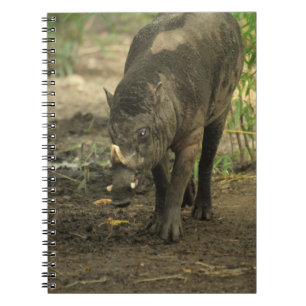 Babirusa Notebook