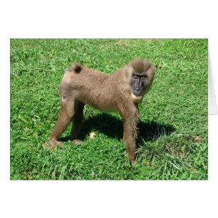 Baboon
