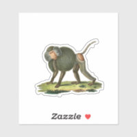 Baboon
