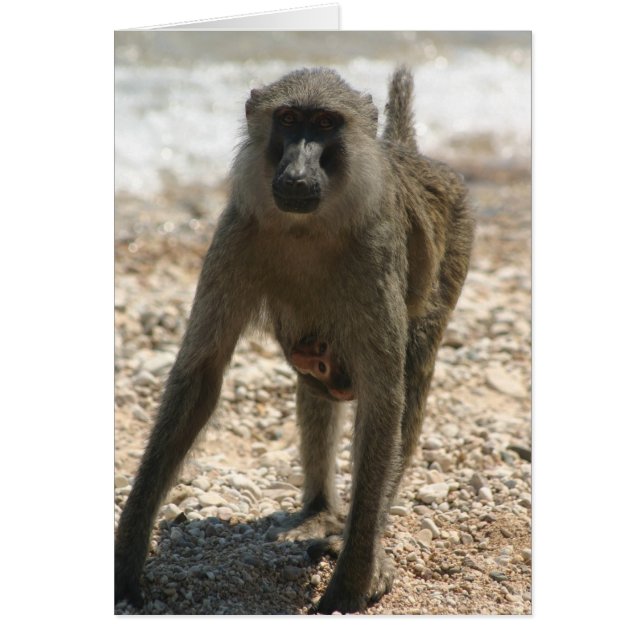 Baboon and Baby (Front)