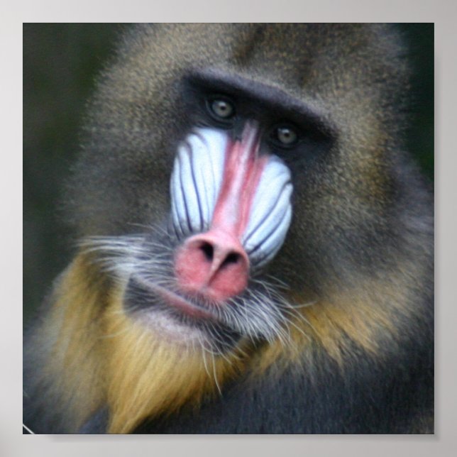Baboon Face Poster Print (Front)