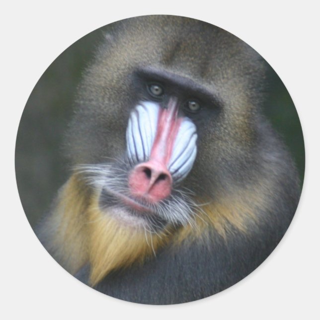 Baboon Face Sticker (Front)