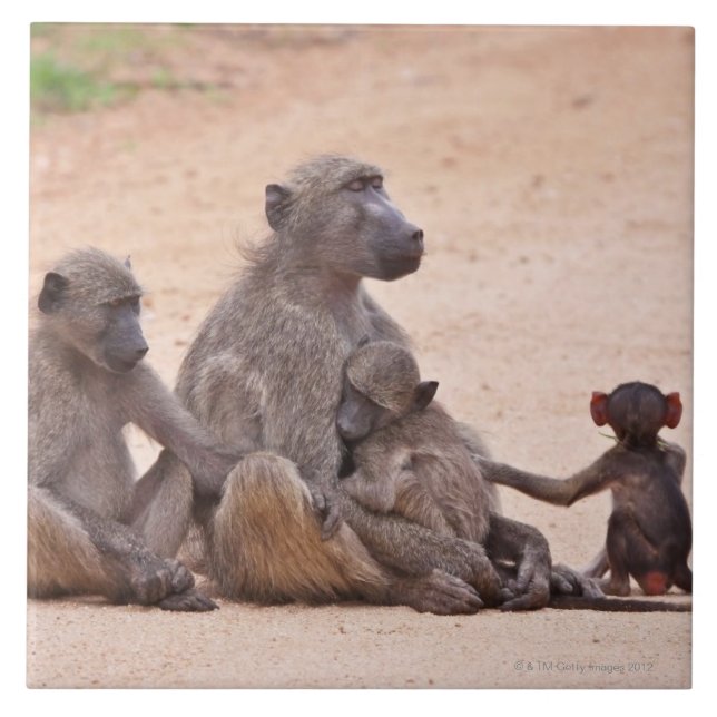 Baboon family sitting on ground ceramic tile (Front)
